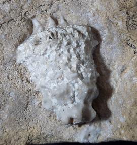 Sonstige - Divers - Teleiocrinus rudis (HALL 1859)